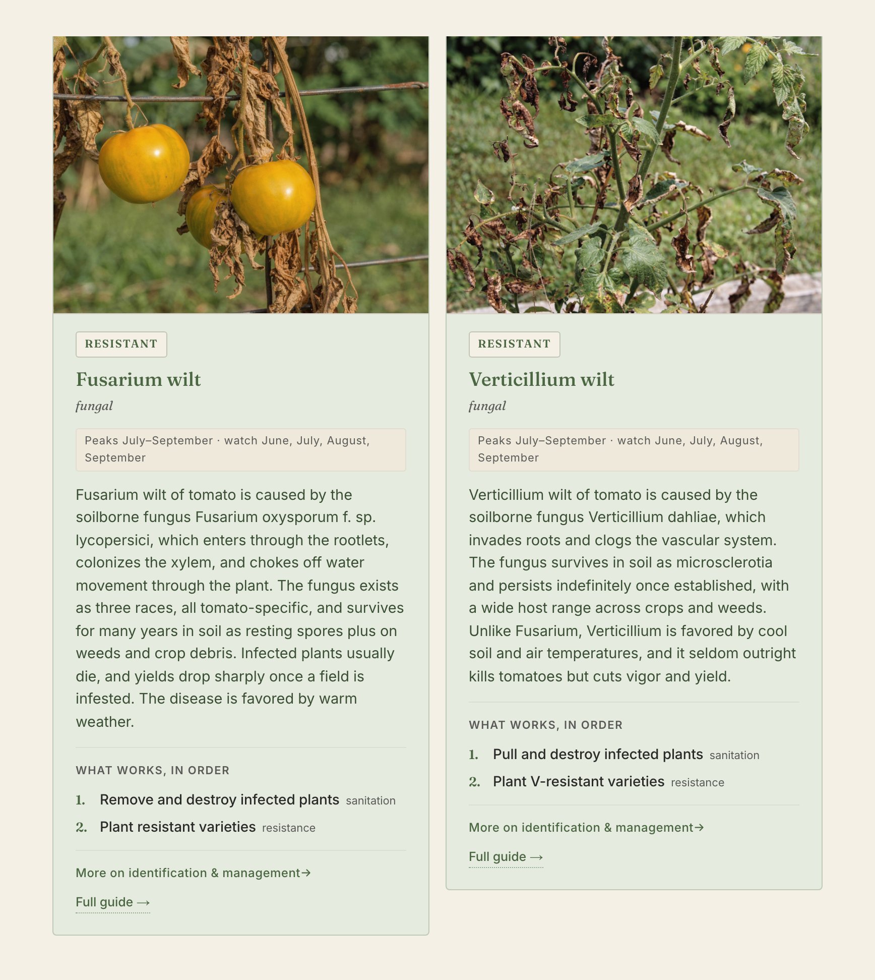 Two disease cards flagged Resistant: Fusarium wilt and Verticillium wilt, which Early Girl resists