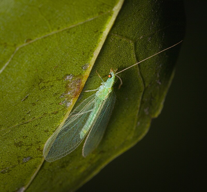 Green lacewing with translucent wings